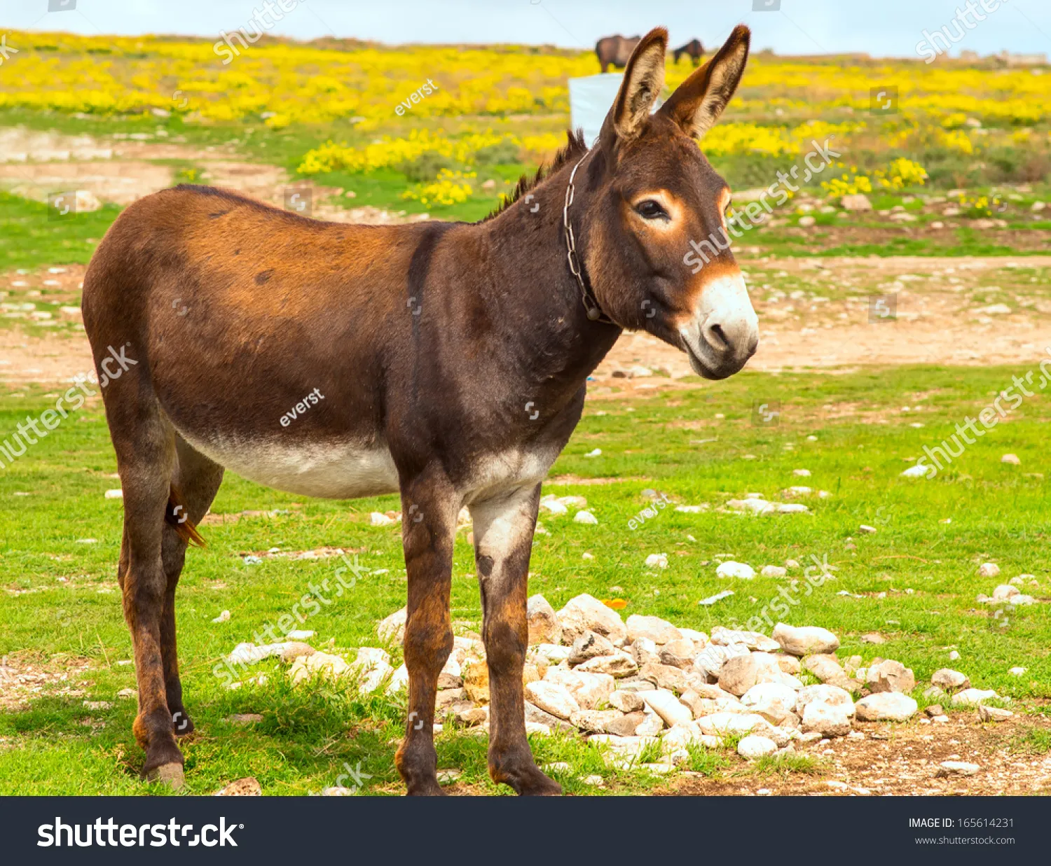Himar